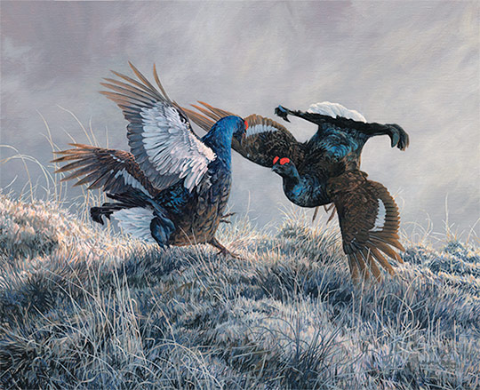 Flighting black grouse - Oil painting for sale